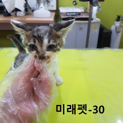 한국 고양이 이미지 파일 입니다.