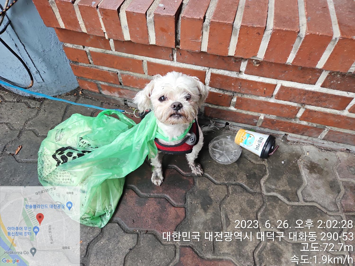 말티즈 이미지 파일 입니다.