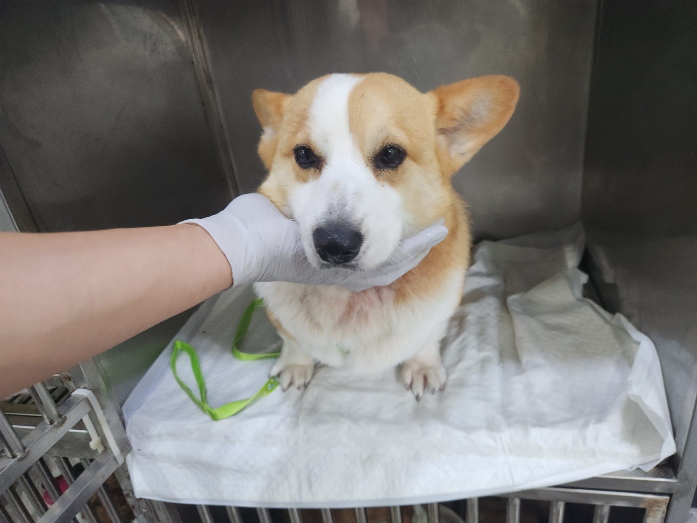 웰시 코기 카디건 이미지 파일 입니다.