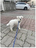 푸들 이미지 파일 입니다.