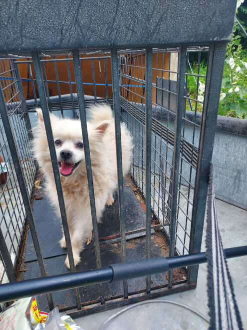 포메라니안 이미지 파일 입니다.
