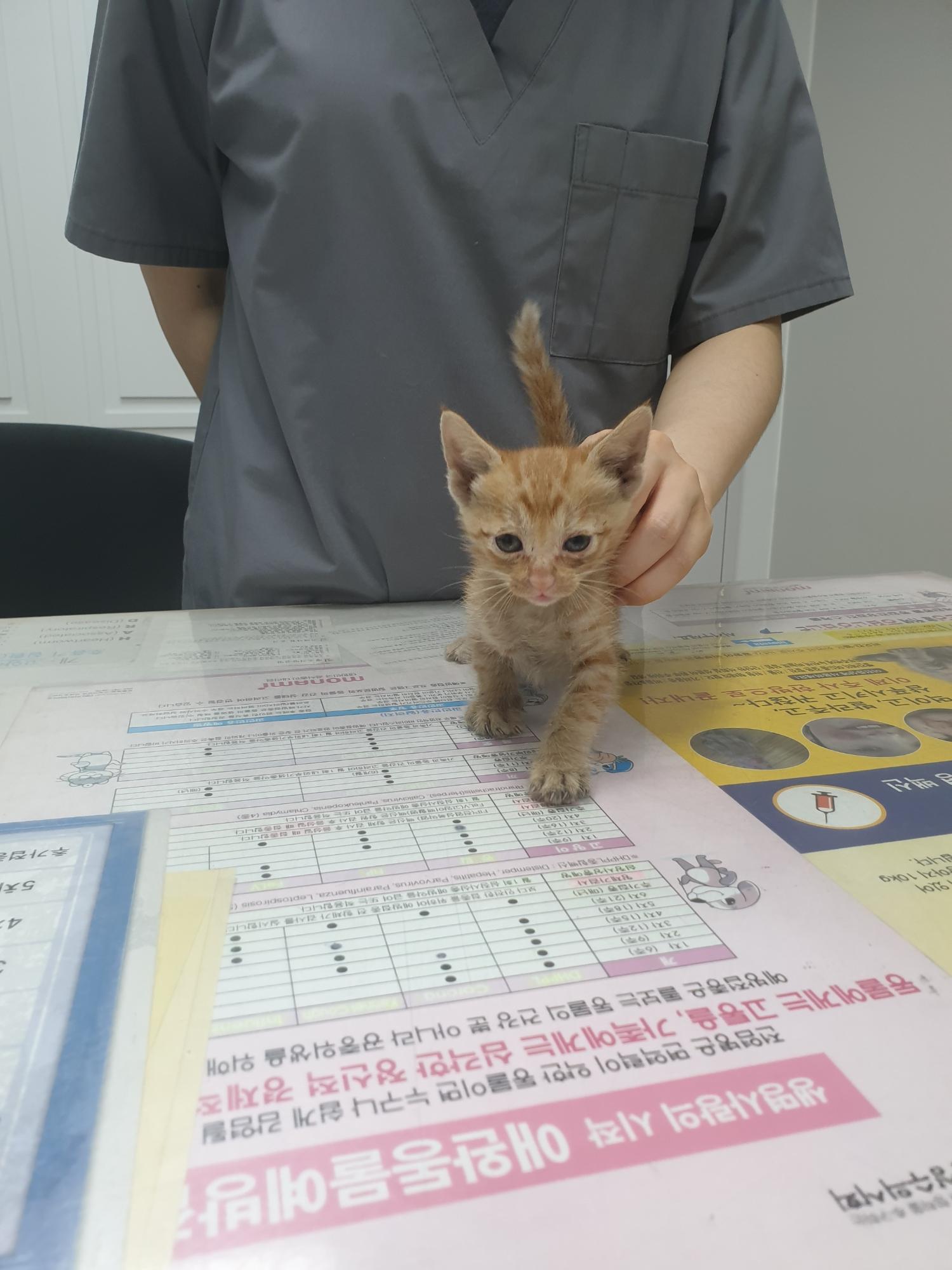 한국 고양이 이미지 파일 입니다.