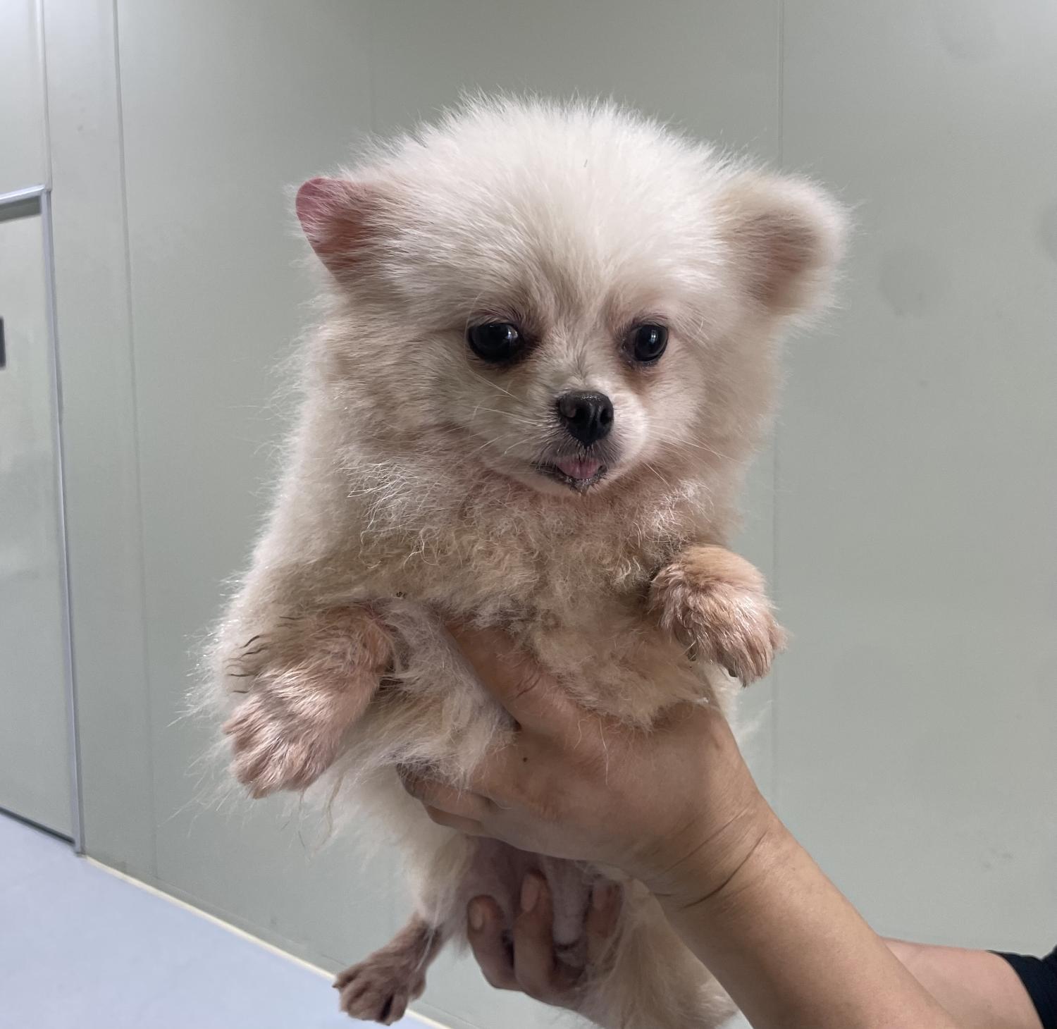 포메라니안 이미지 파일 입니다.