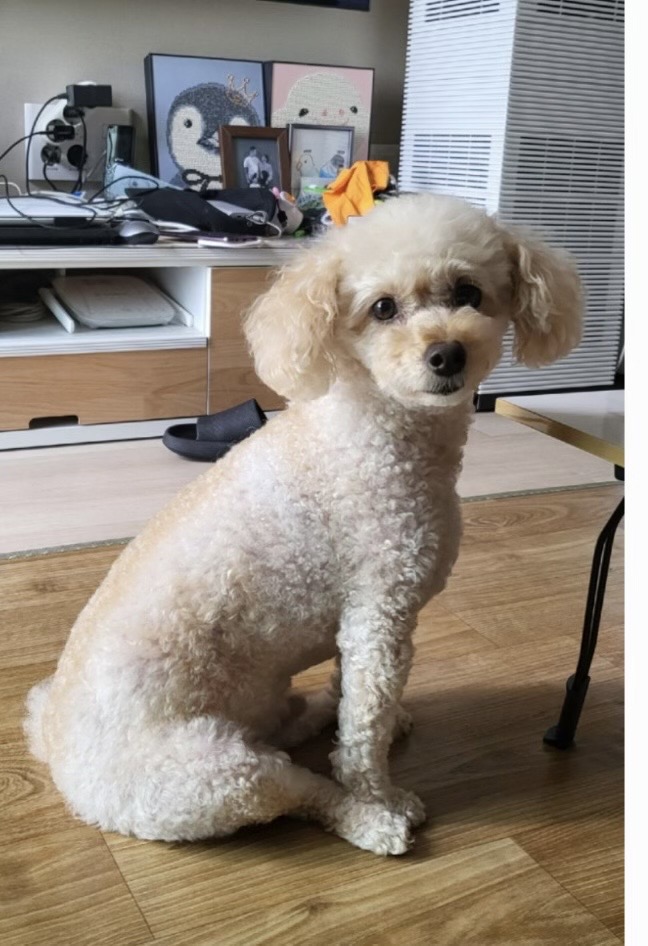 푸들 이미지 파일 입니다.