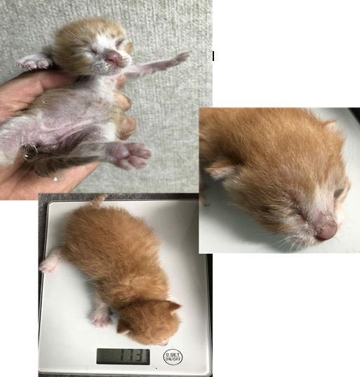 한국 고양이 이미지 파일 입니다.
