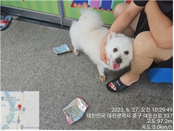 스피츠 이미지 파일 입니다.