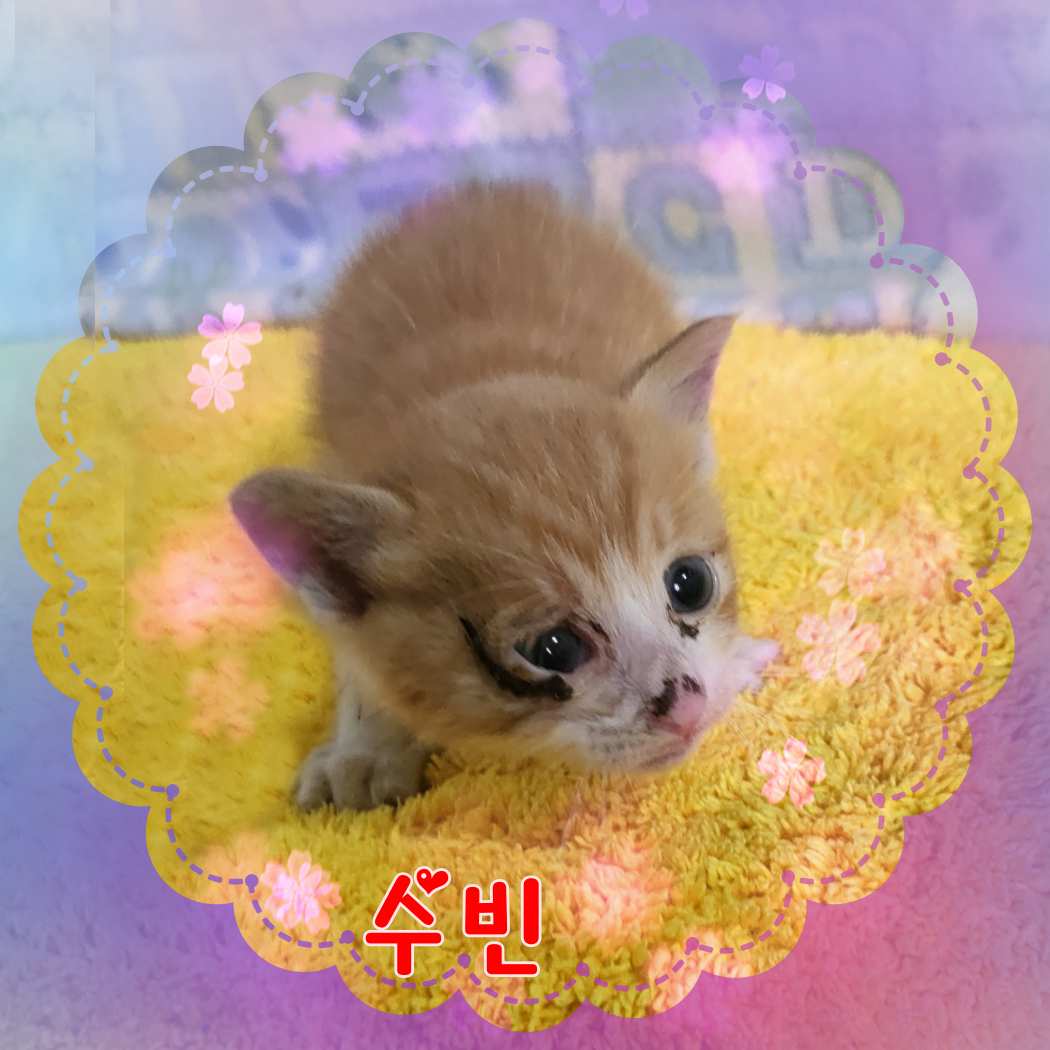 믹스묘 이미지 파일 입니다.