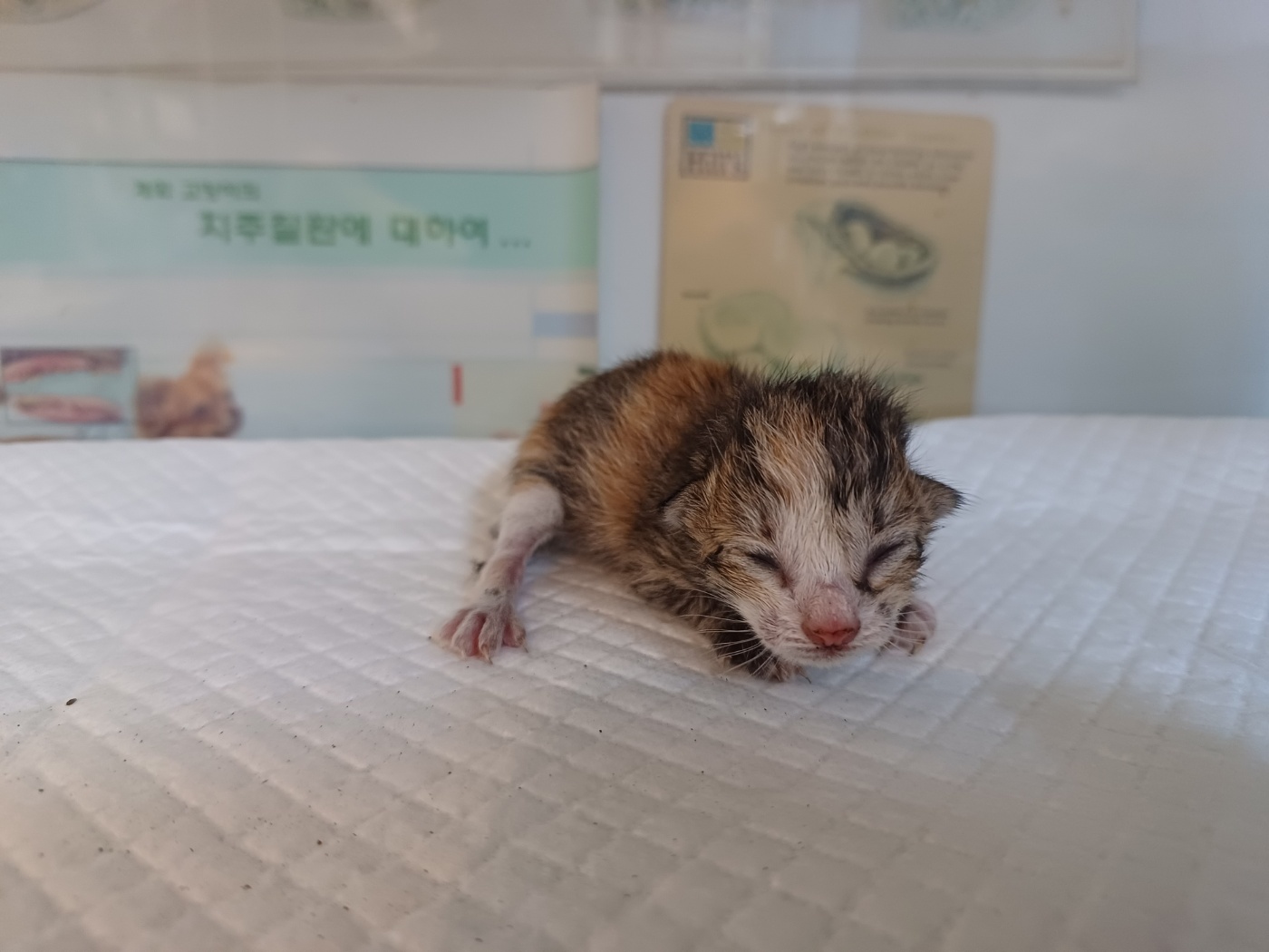 한국 고양이 이미지 파일 입니다.