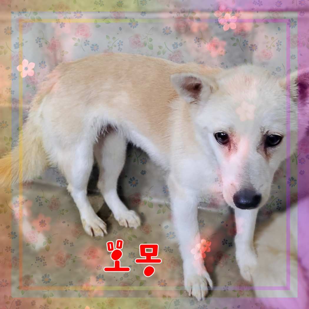 믹스견 이미지 파일 입니다.