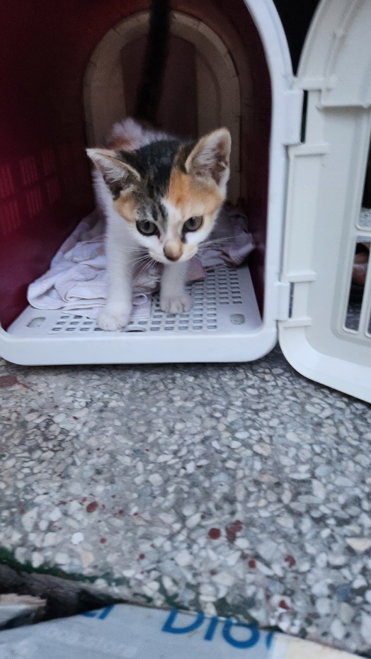 한국 고양이 이미지 파일 입니다.