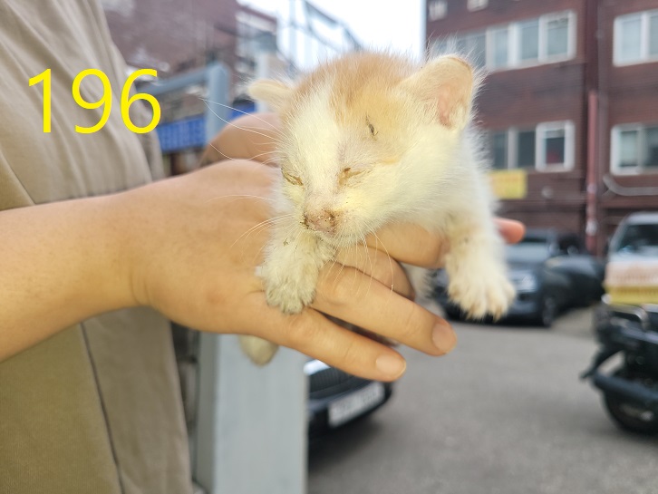 한국 고양이 이미지 파일 입니다.