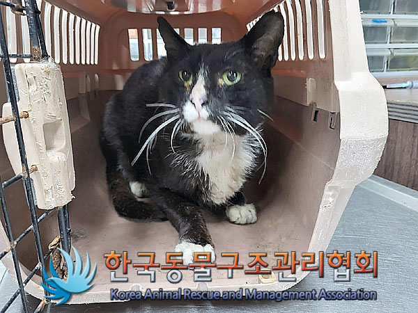 한국 고양이 이미지 파일 입니다.