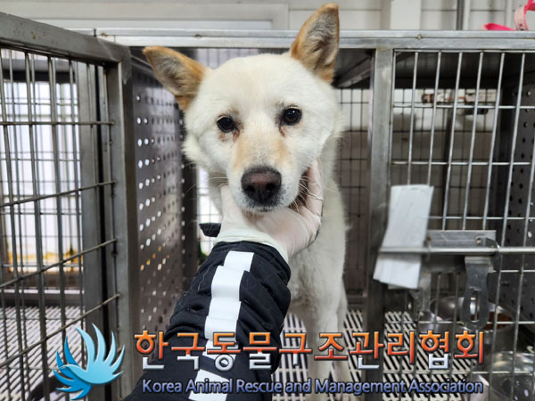 믹스견 이미지 파일 입니다.