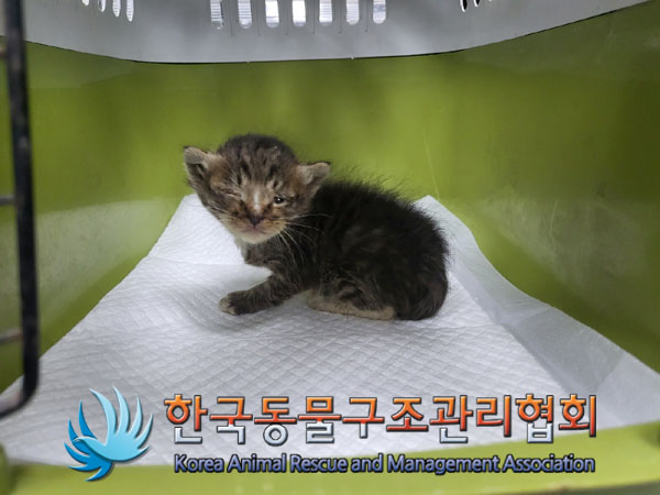 한국 고양이 이미지 파일 입니다.
