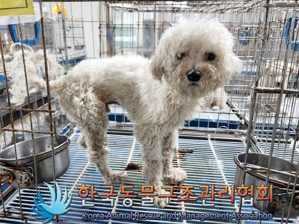 비숑 프리제 이미지 파일 입니다.