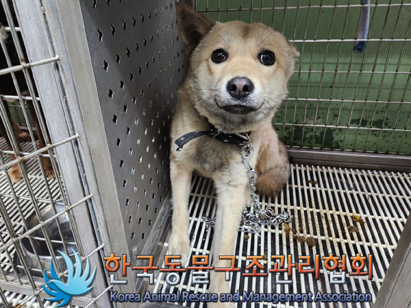 믹스견 이미지 파일 입니다.