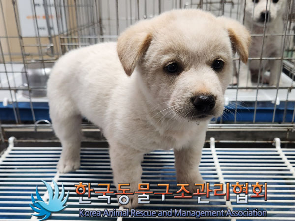 믹스견 이미지 파일 입니다.