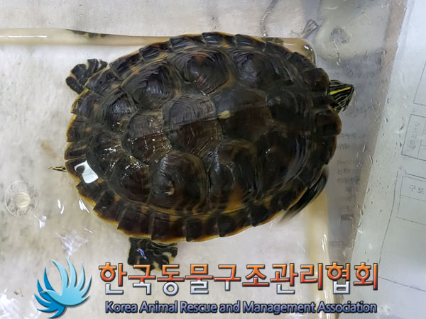 [기타축종] 거북이 이미지 파일 입니다.