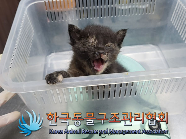 한국 고양이 이미지 파일 입니다.
