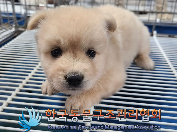 믹스견 이미지 파일 입니다.