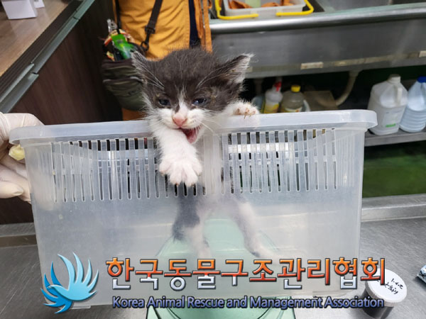 한국 고양이 이미지 파일 입니다.