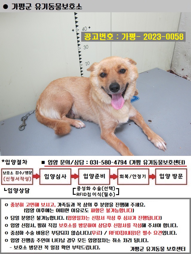 믹스견 이미지 파일 입니다.