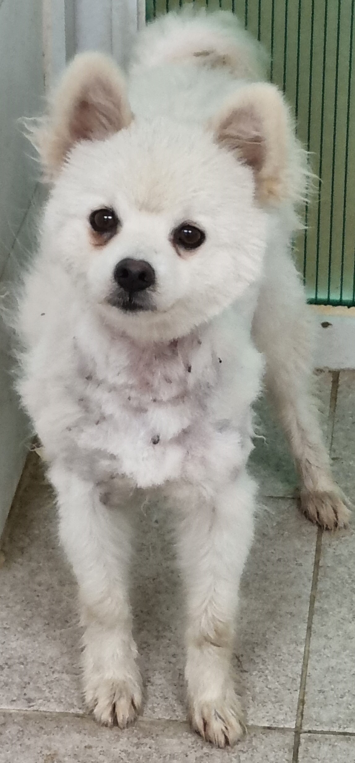 믹스견 이미지 파일 입니다.