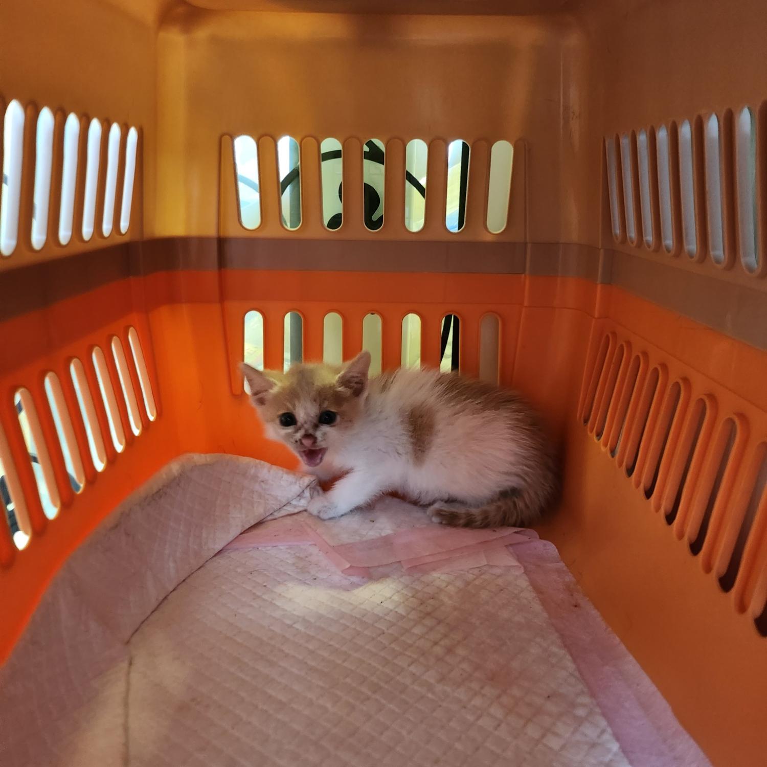 한국 고양이 이미지 파일 입니다.
