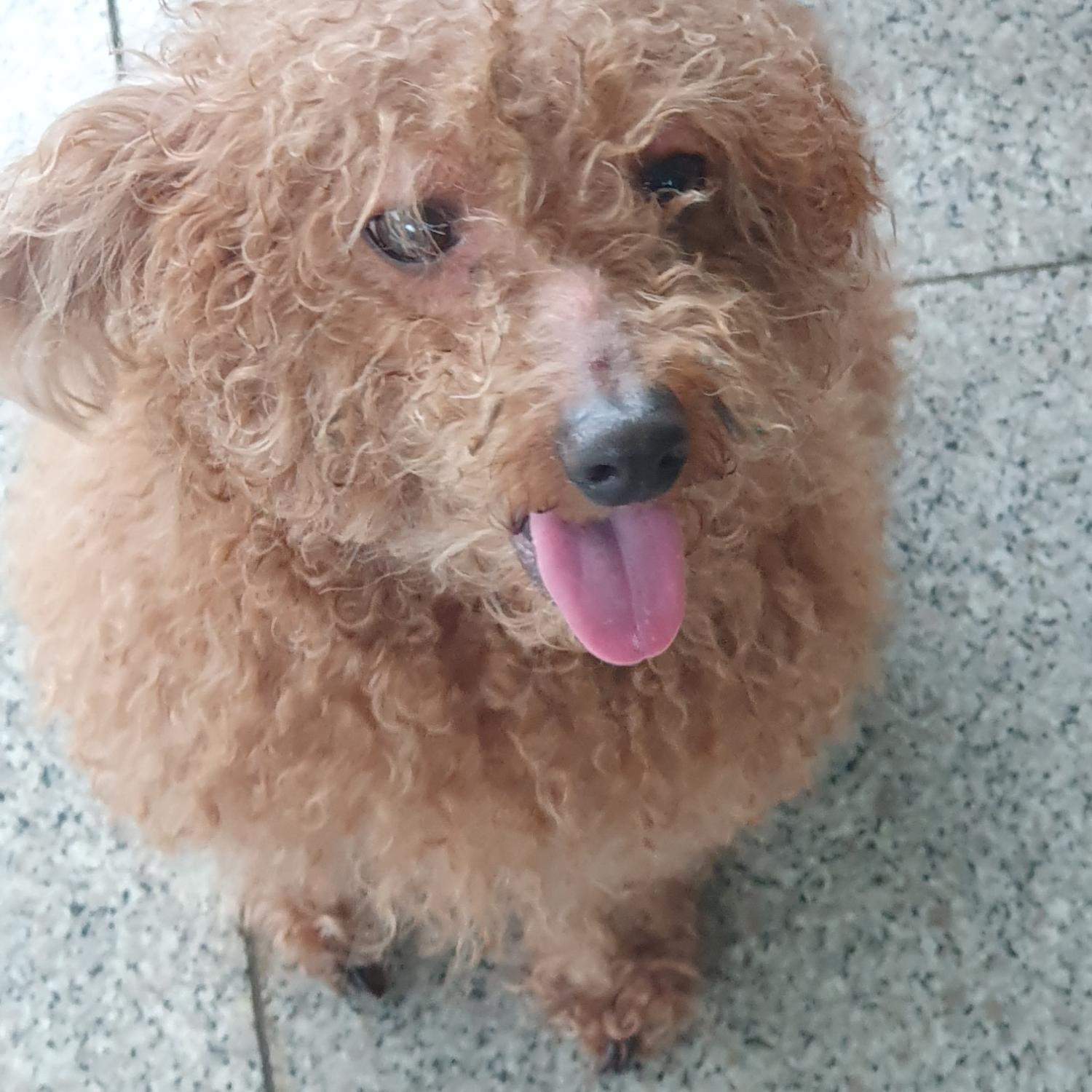 푸들 이미지 파일 입니다.