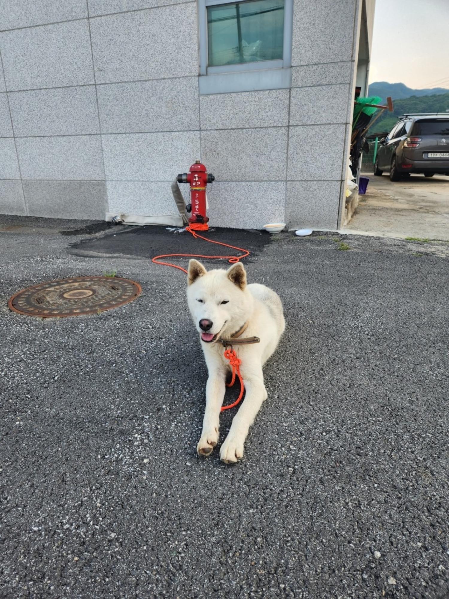 믹스견 이미지 파일 입니다.