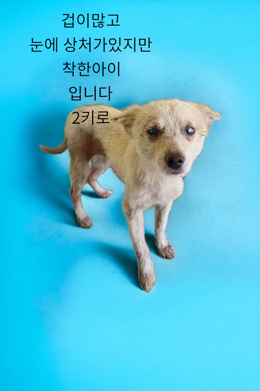 믹스견 이미지 파일 입니다.