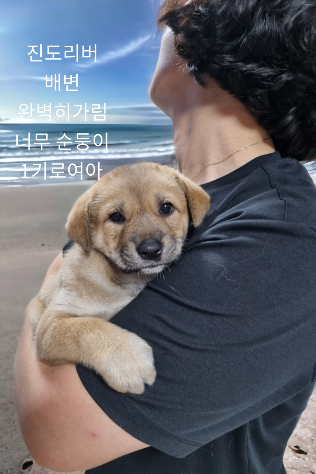 진도리버 이미지 파일 입니다.