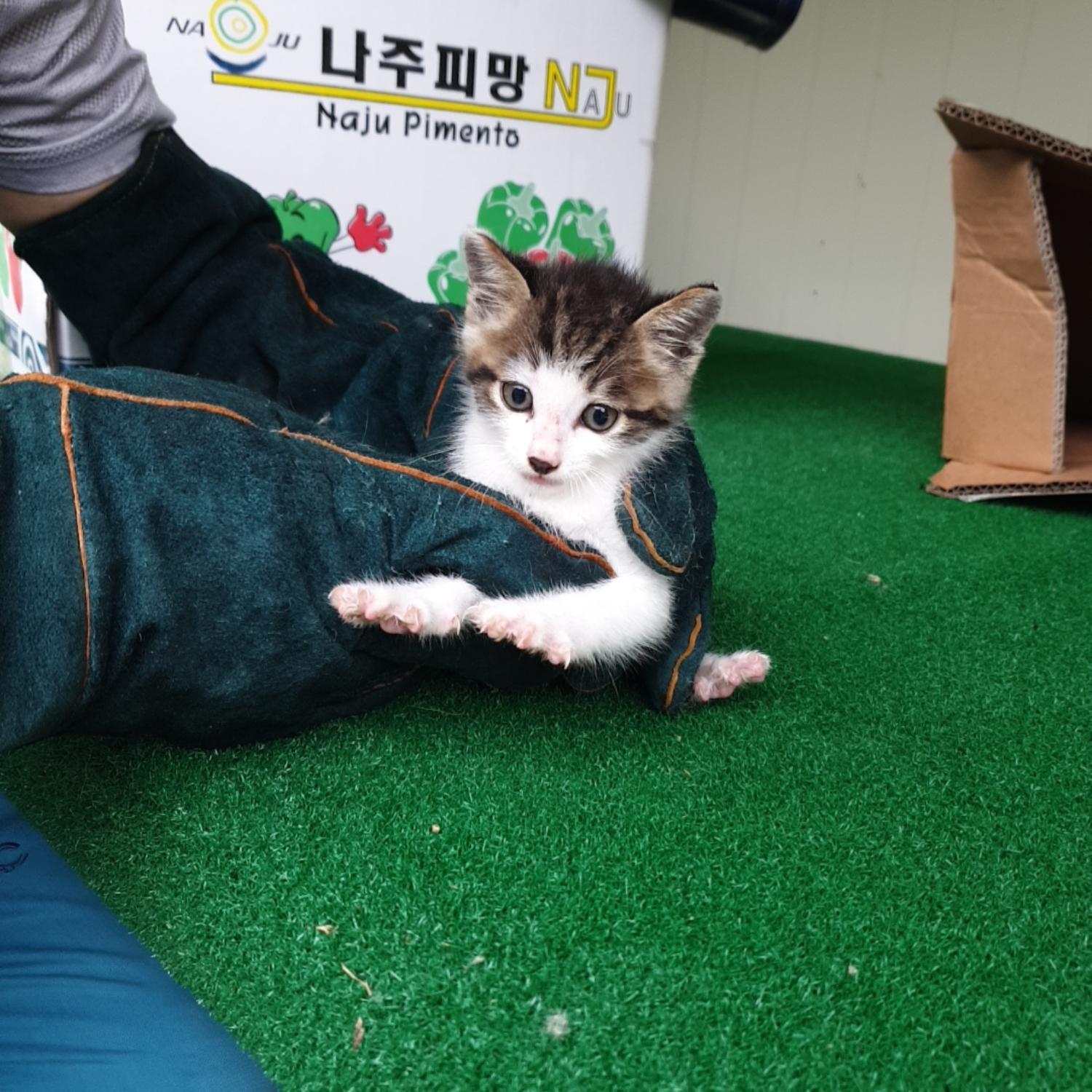 한국 고양이 이미지 파일 입니다.