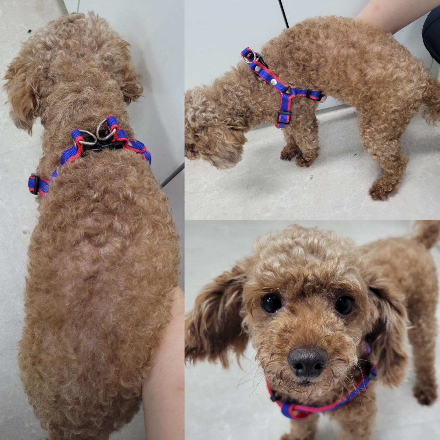 푸들 이미지 파일 입니다.
