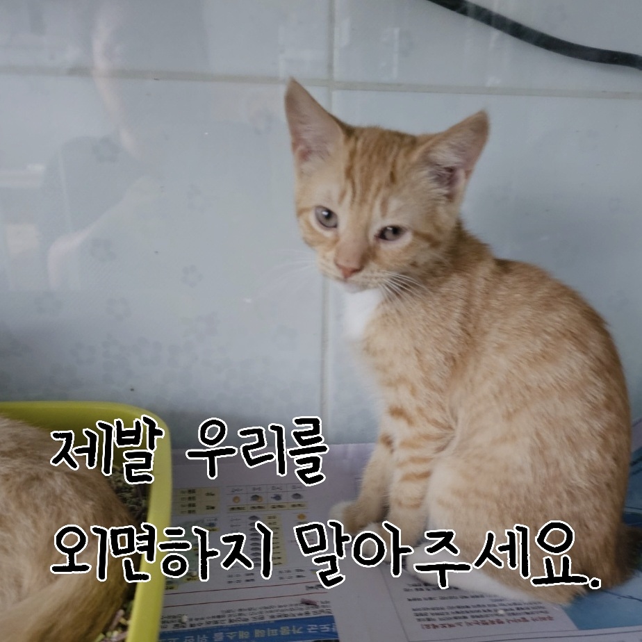 한국 고양이 이미지 파일 입니다.