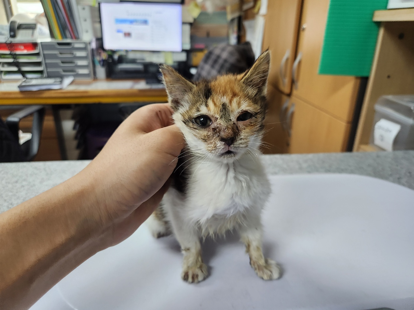 한국 고양이 이미지 파일 입니다.