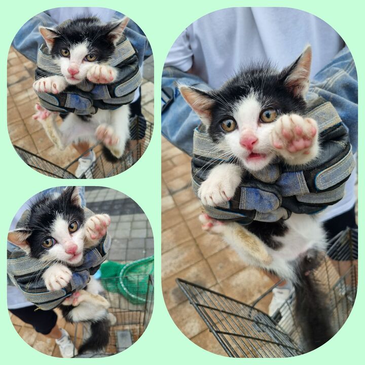 믹스묘 이미지 파일 입니다.
