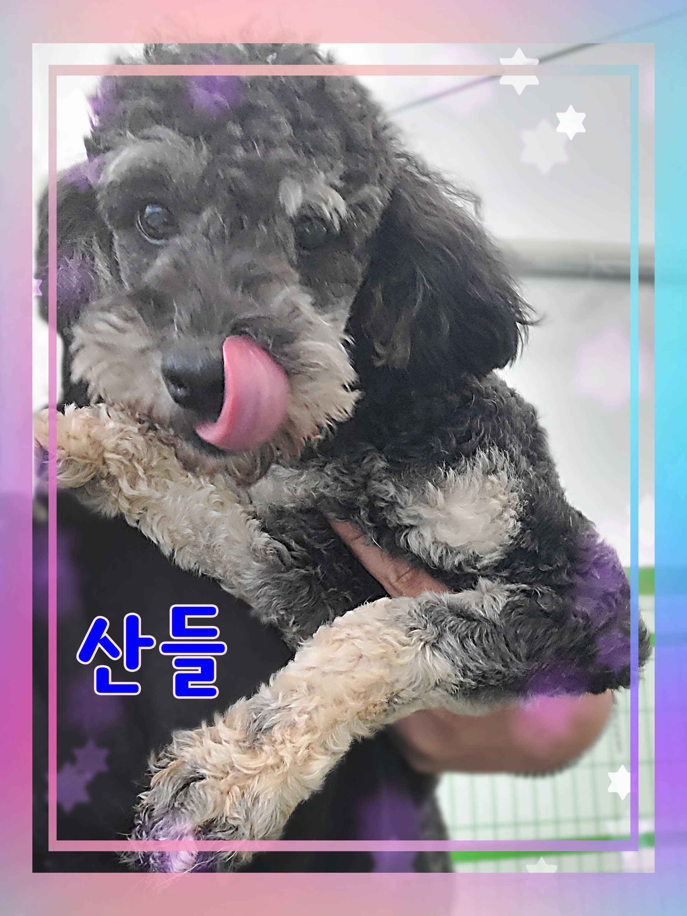 푸들 이미지 파일 입니다.