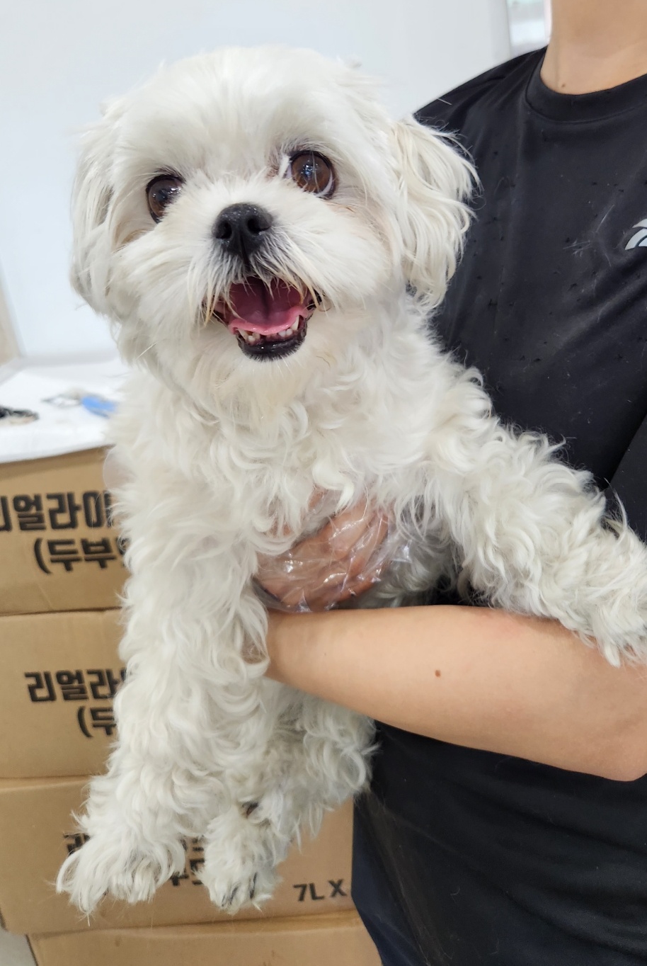 말티즈 이미지 파일 입니다.