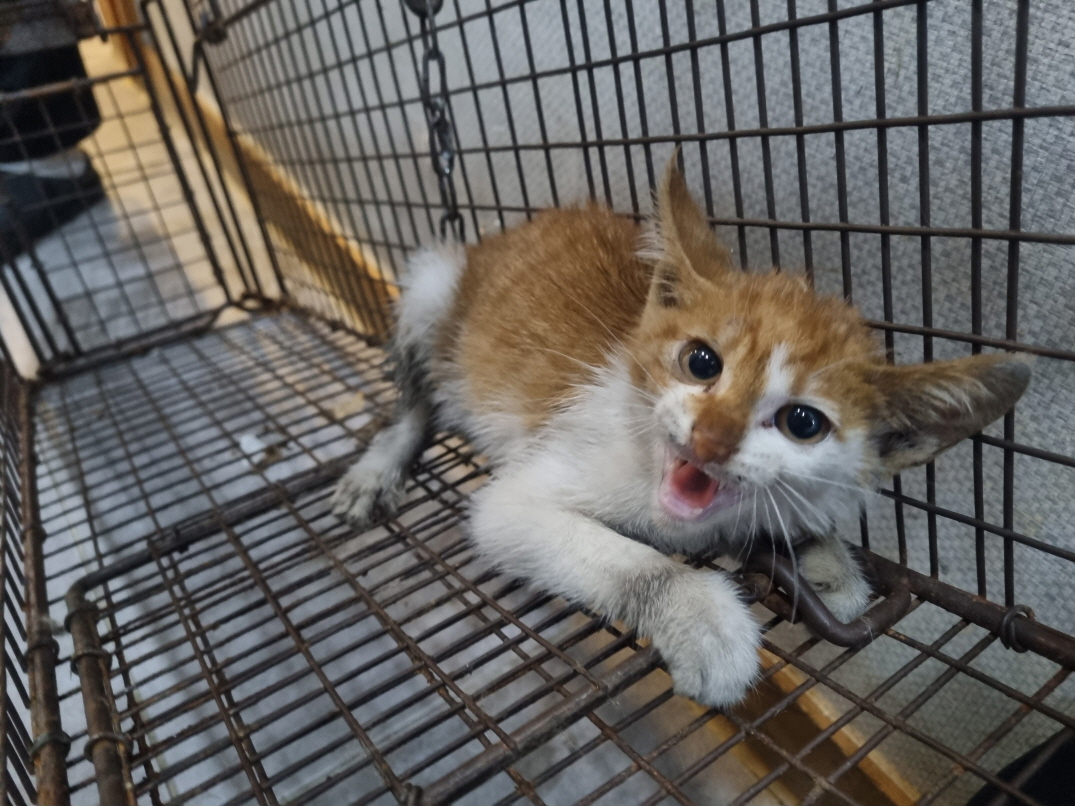 한국 고양이 이미지 파일 입니다.