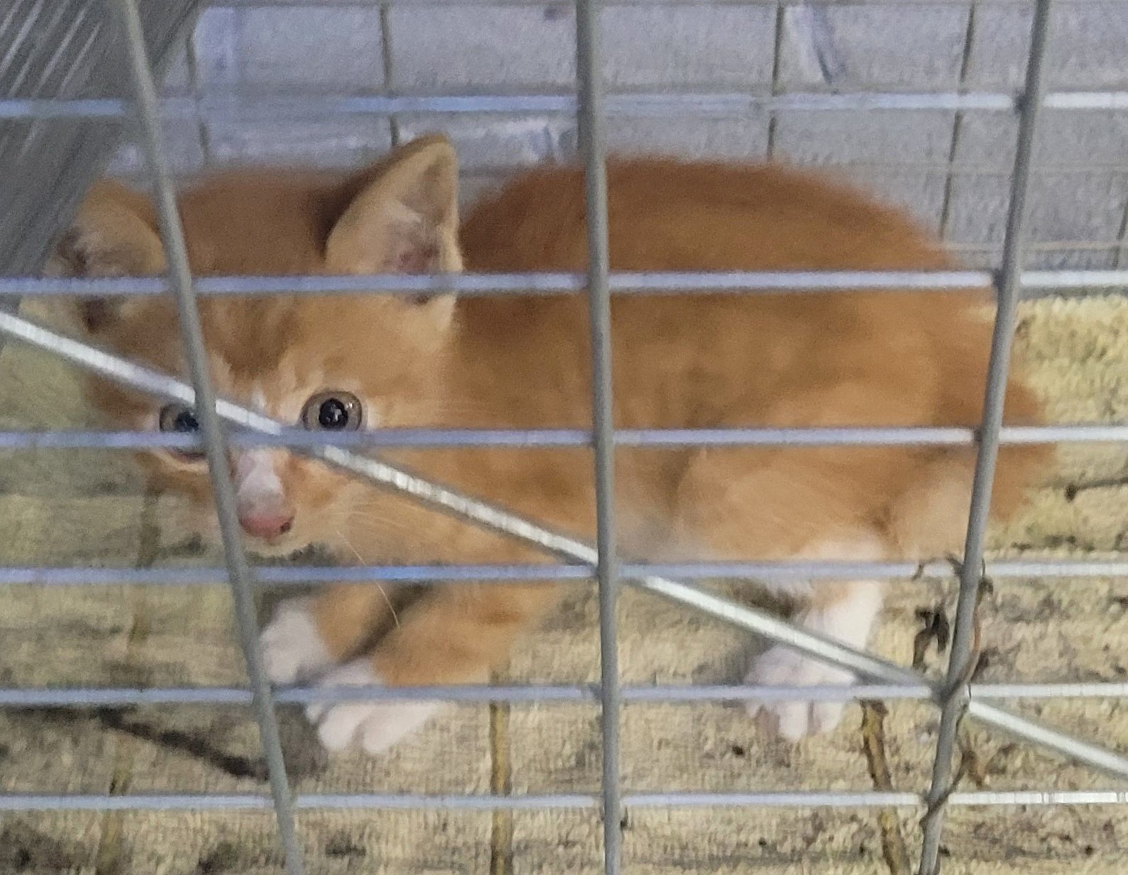 한국 고양이 이미지 파일 입니다.