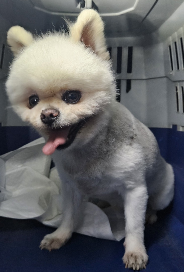 포메라니안 이미지 파일 입니다.