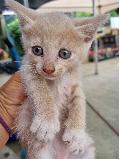 고양이