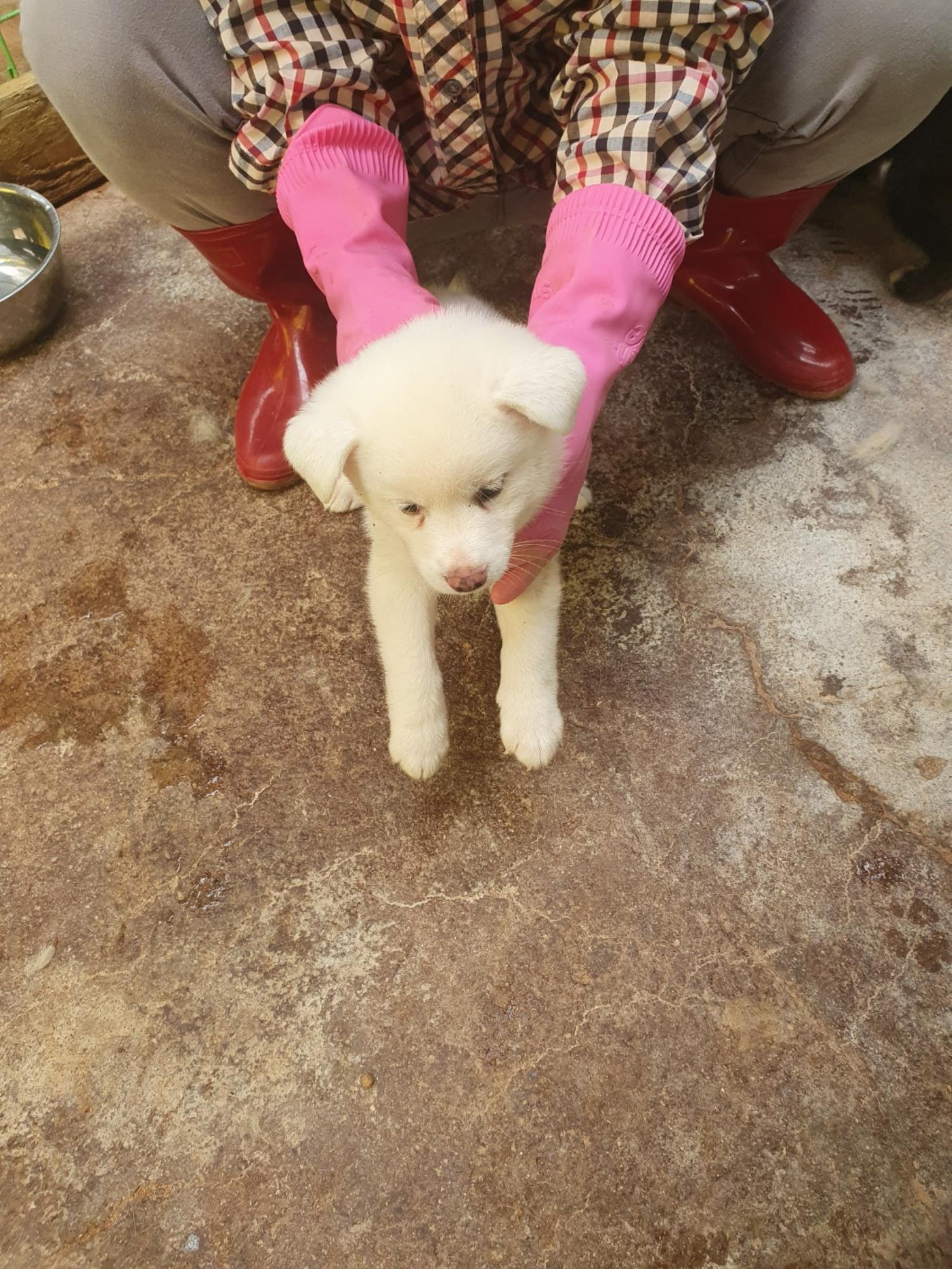 믹스견 이미지 파일 입니다.