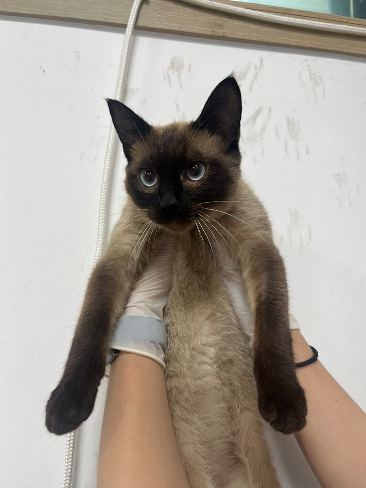 샴 이미지 파일 입니다.