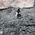 고양이 사진