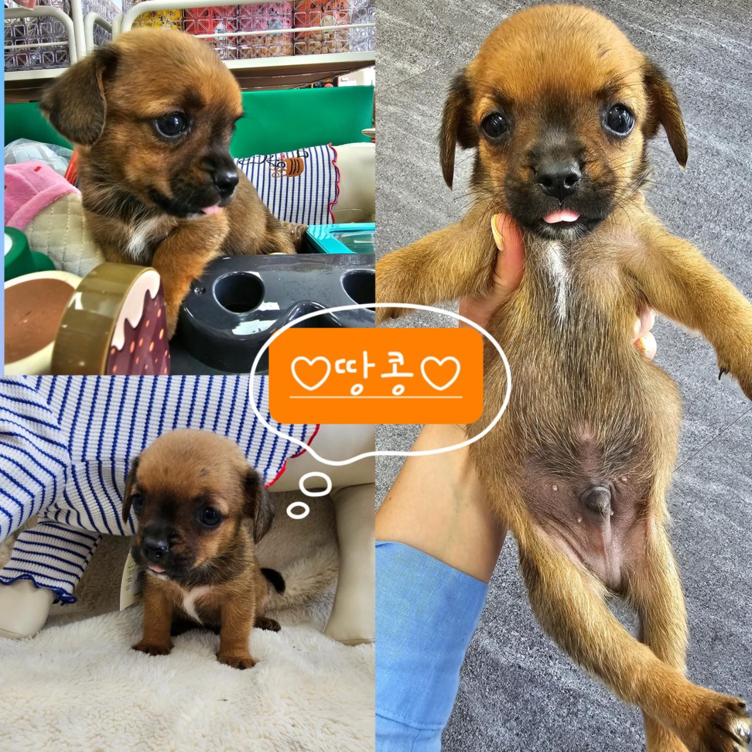 믹스견 이미지 파일 입니다.