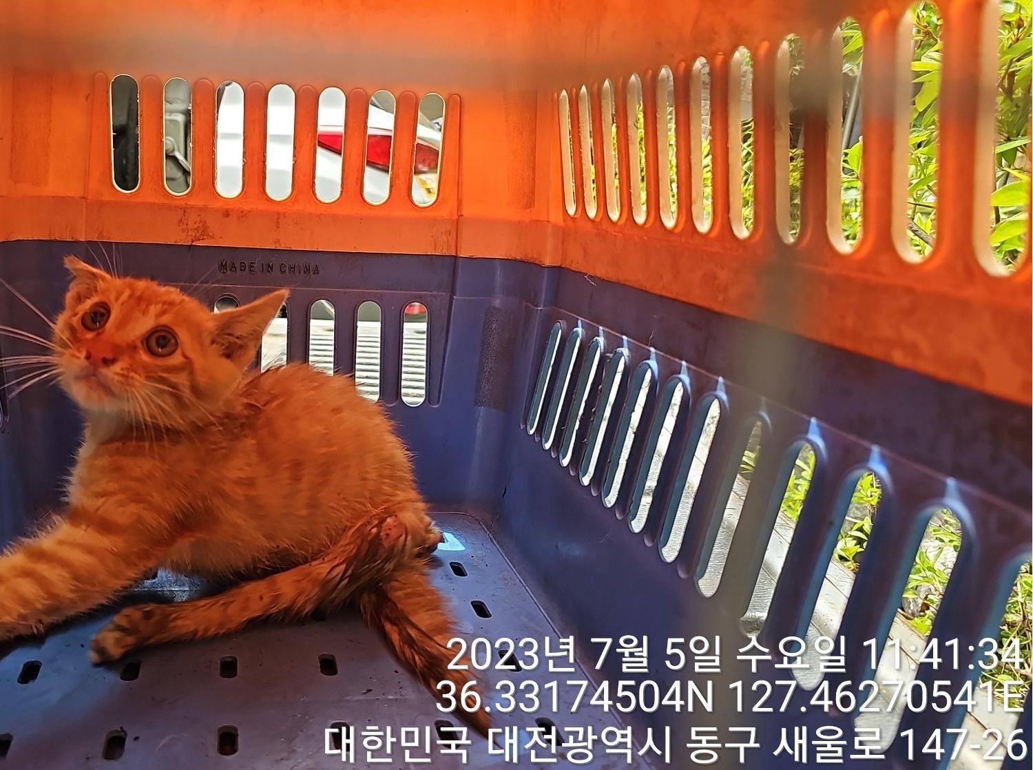 한국 고양이 이미지 파일 입니다.