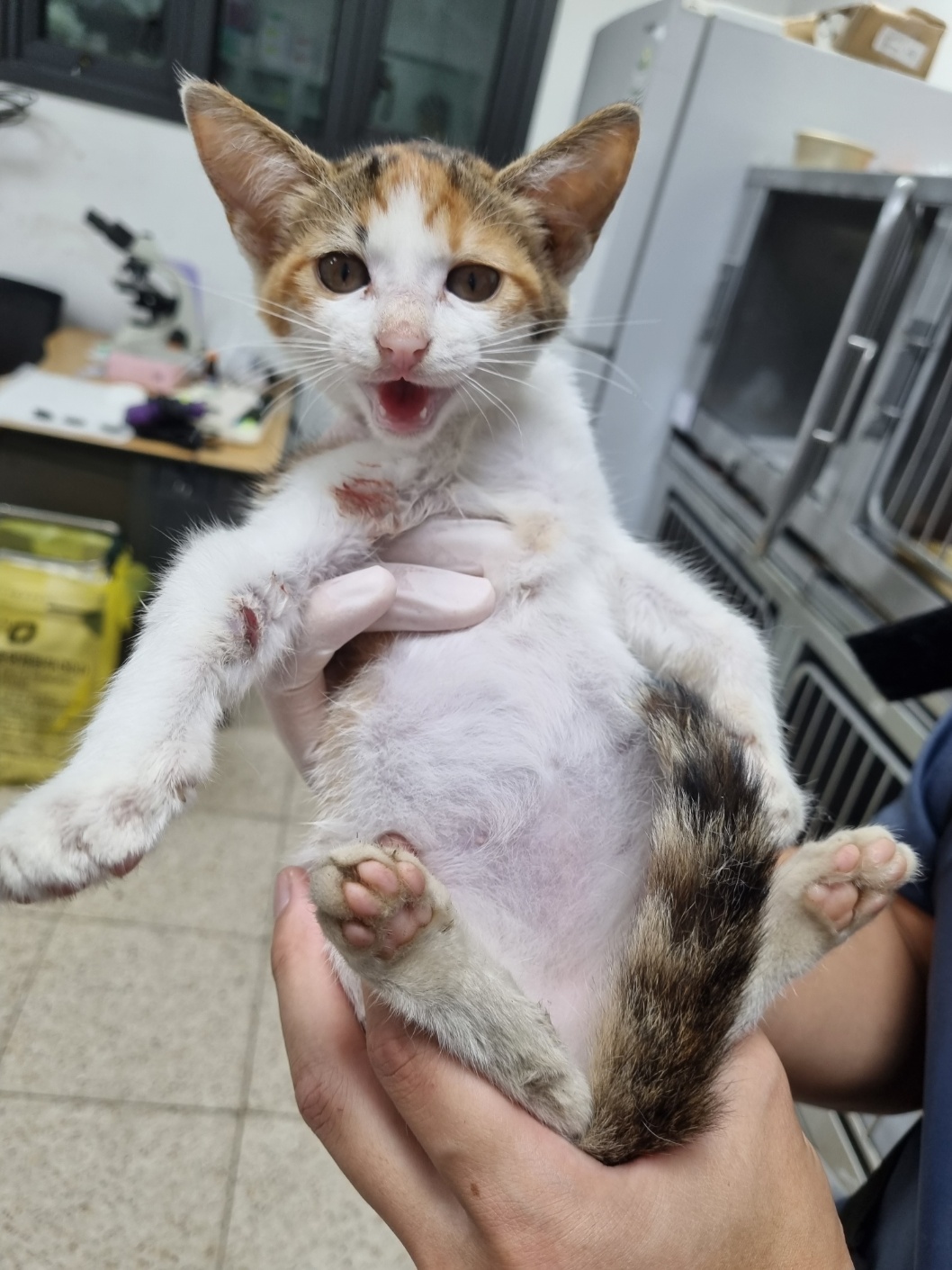 한국 고양이 이미지 파일 입니다.