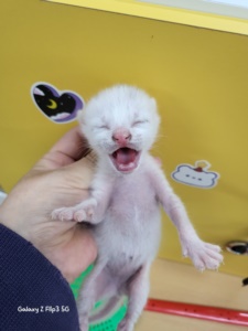 한국 고양이 이미지 파일 입니다.